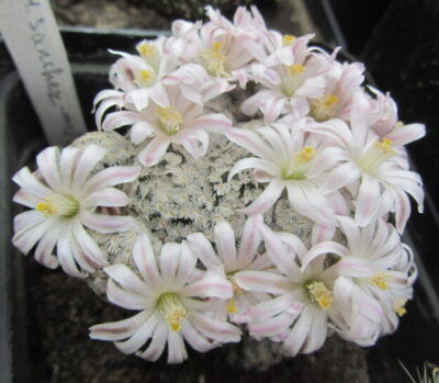 Mammillaria sanchez-mejoradae