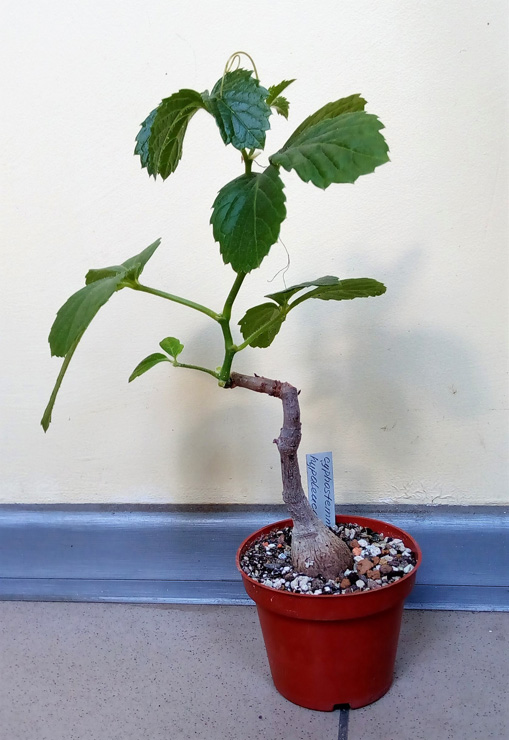Cyphostemma hypoleucum