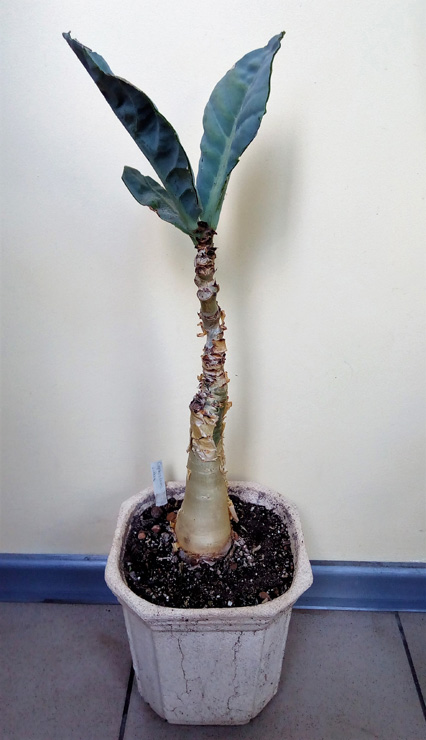 Cyphostemma juttae
