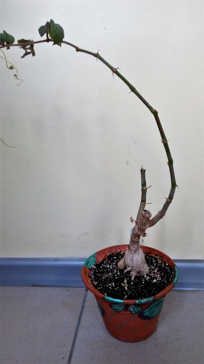 Cyphostemma woodii