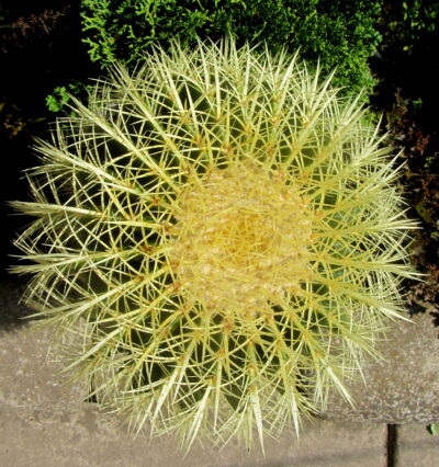 Echinocactus grusonii (40 лет) - Зображення 3