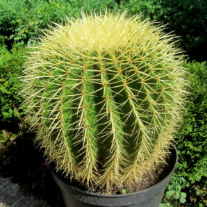 Echinocactus grusonii (40 лет) | 25