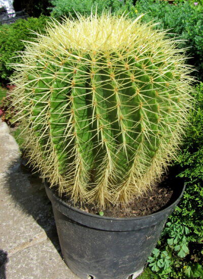 Echinocactus grusonii (40 лет) - Зображення 2