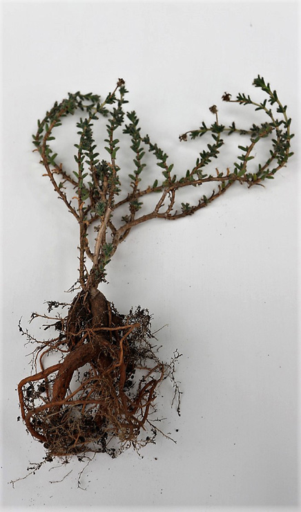 Trichodiadema bulbosum формирует мощные подземные корни