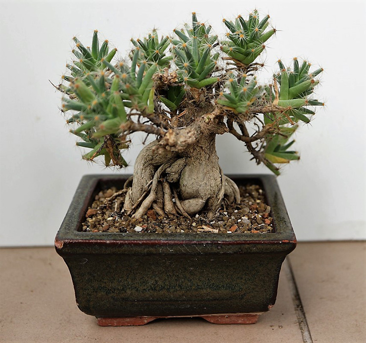 Trichodiadema densum – прекрасный материал для формирования бонсай