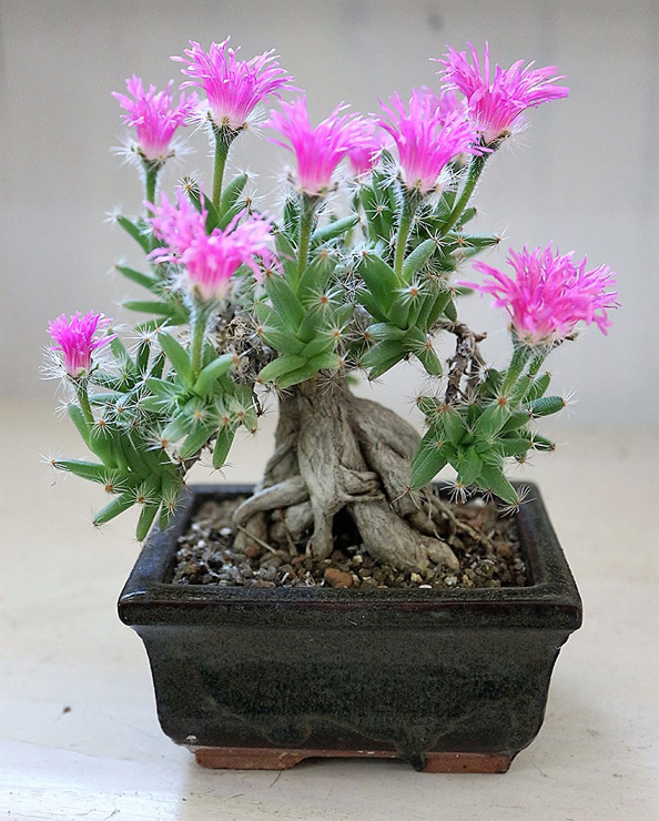 Trichodiadema densum в цвету