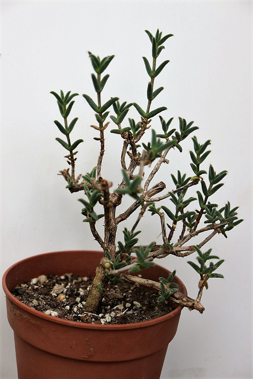 Trichodiadema intonsum в разгоночном горшке в процессе формирования деревца
