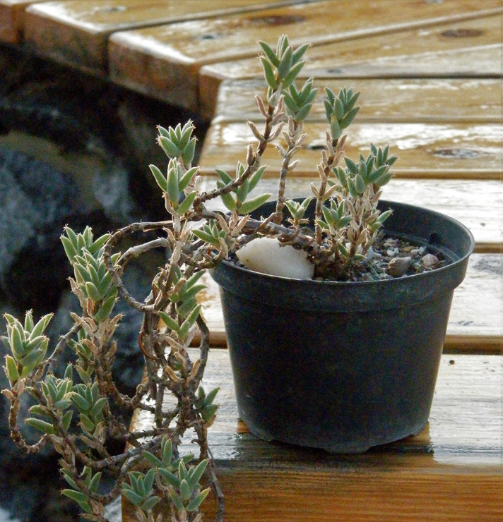 Trichodiadema intonsum – формирование ампельной формы