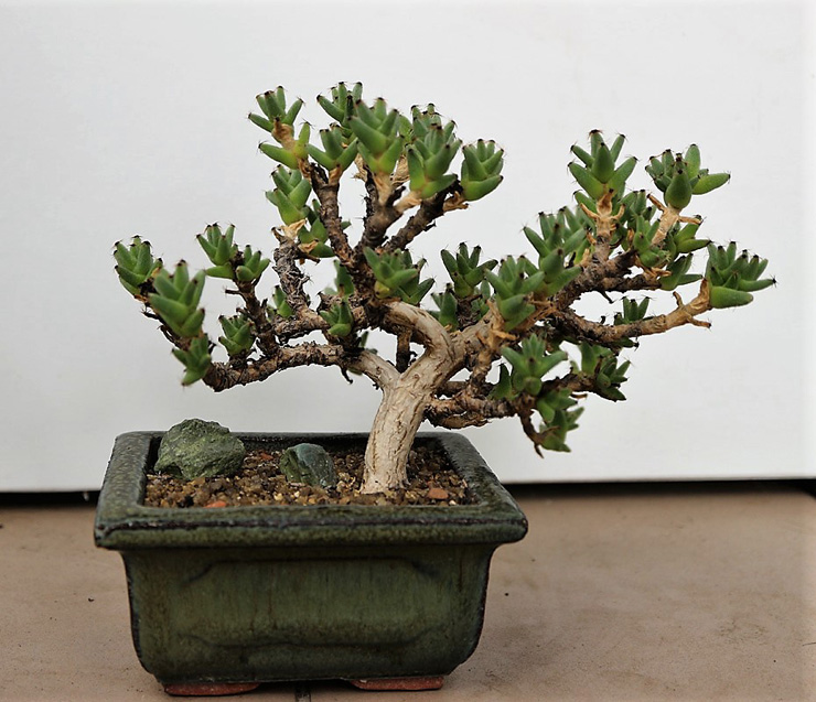Trichodiadema marlothii – миниатюрный бонсай