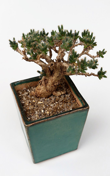 Trichodiadema stellatum