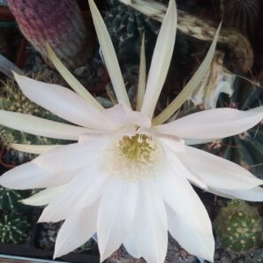 Насіння Echinopsis ancistrophora