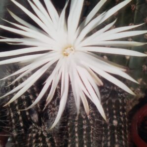 насіння Setiechinopsis mirabilis