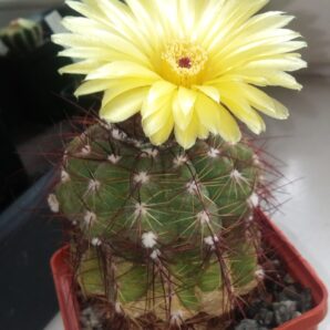 насіння Notocactus ottonis
