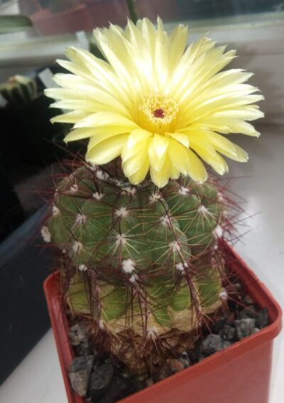 насіння Notocactus ottonis