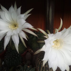 насіння Echinopsis subdenudata