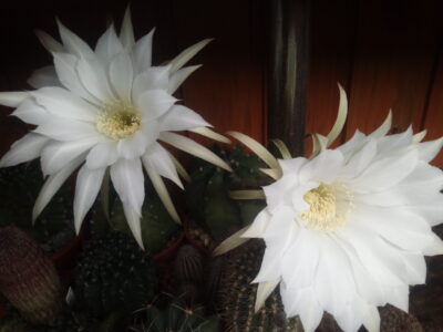 насіння Echinopsis subdenudata