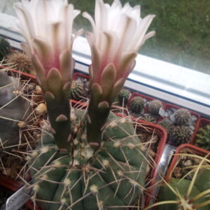 насіння Gymnocalycium vatteri