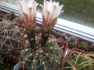 насіння Gymnocalycium vatteri