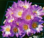 Mammillaria luethyi
