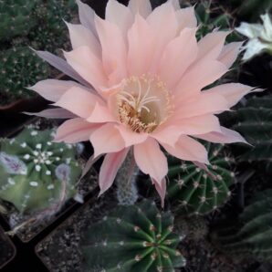 Echinopsis hybr. Nibelungenschatz X Star and stripes