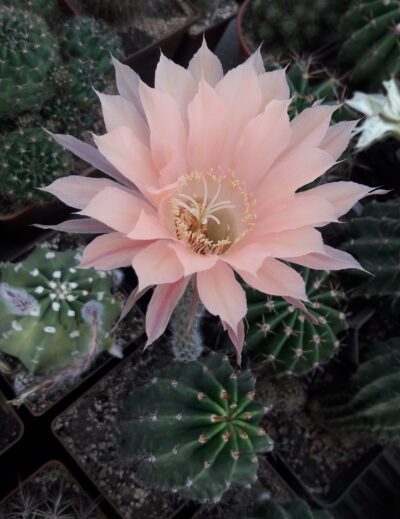 Echinopsis hybr. Nibelungenschatz X Star and stripes
