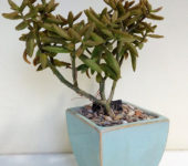 Monanthes anagensis