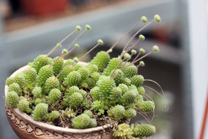 Monanthes polyphylla