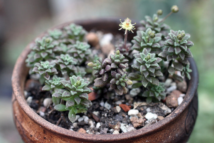 Monanthes muralis