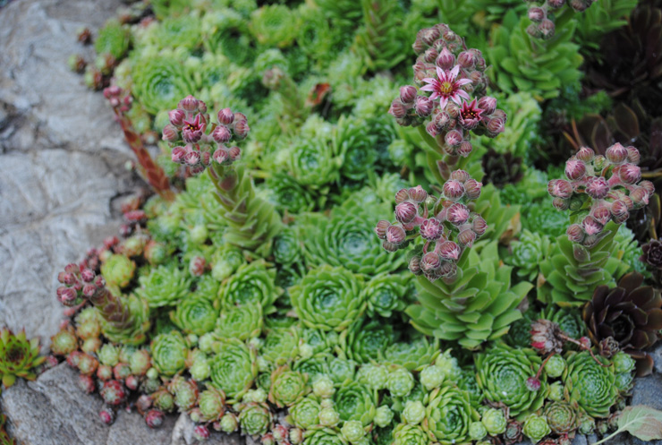 Уличные суккуленты рода Семпервивум (Sempervivum) 9 Sempervivum цветение