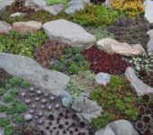 Sempervivum