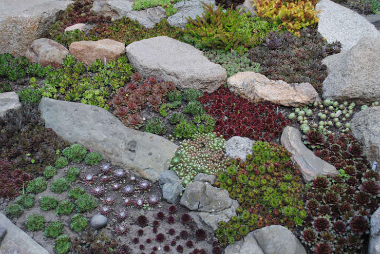 Уличные суккуленты рода Семпервивум (Sempervivum)