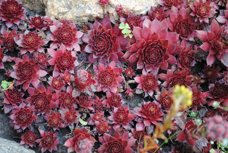 Уличные суккуленты рода Семпервивум (Sempervivum) 1 Sempervivum