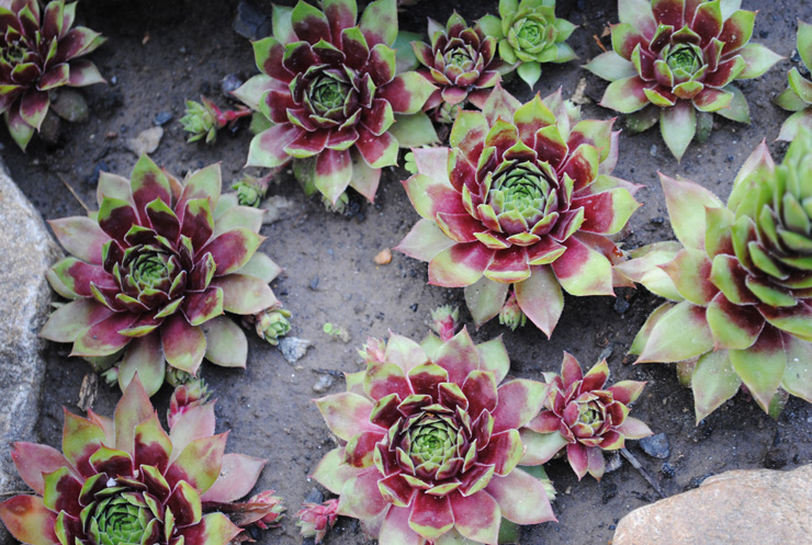 Уличные суккуленты рода Семпервивум (Sempervivum) 4 Sempervivum