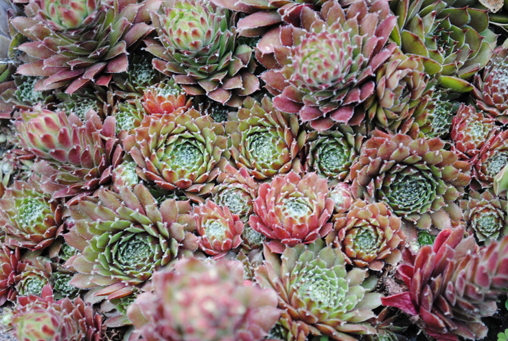 Уличные суккуленты рода Семпервивум (Sempervivum) 2 Sempervivum