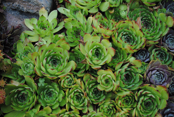 Уличные суккуленты рода Семпервивум (Sempervivum) 3 Sempervivum