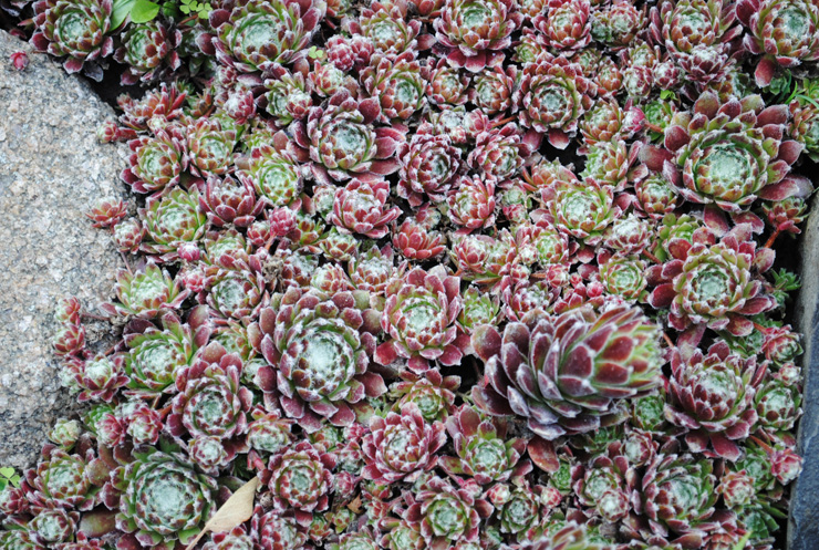 Уличные суккуленты рода Семпервивум (Sempervivum) 5 Sempervivum
