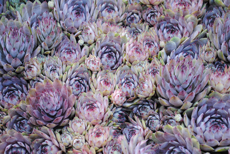 Уличные суккуленты рода Семпервивум (Sempervivum) 7 Sempervivum
