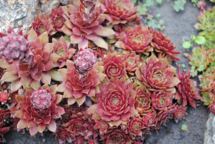 Уличные суккуленты рода Семпервивум (Sempervivum) 8 Sempervivum