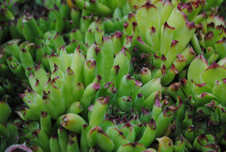 Уличные суккуленты рода Семпервивум (Sempervivum) 11 Sempervivum