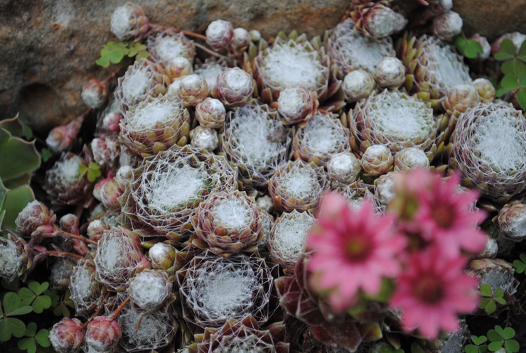 Уличные суккуленты рода Семпервивум (Sempervivum) 12 Sempervivum