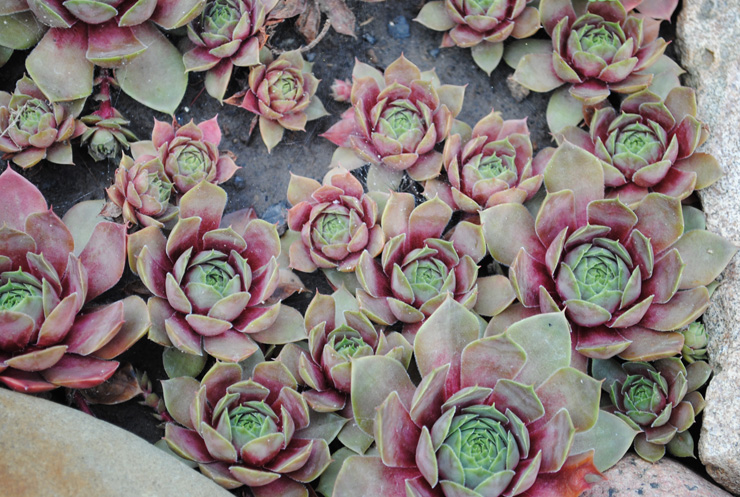 Уличные суккуленты рода Семпервивум (Sempervivum) 6 Sempervivum