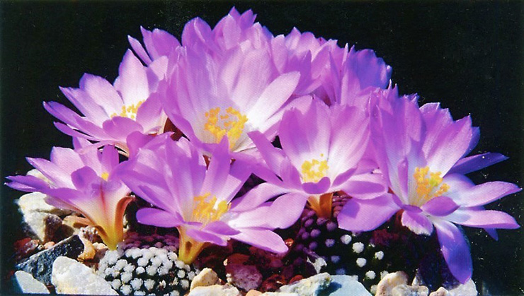 Mammillaria luethyi Mammillaria luethyi