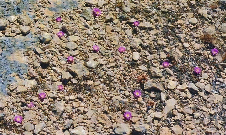 Mammillaria luethyi Mammillaria luethyi