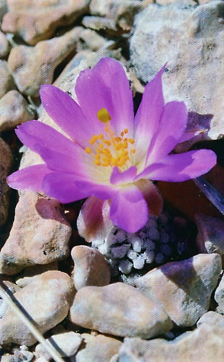 Жемчужина кактусов Мексики – Mammillaria luethyi 2 Mammillaria luethyi