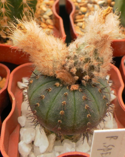 FRAILEA castanea (asterioides)