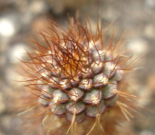 FRAILEA angelesii