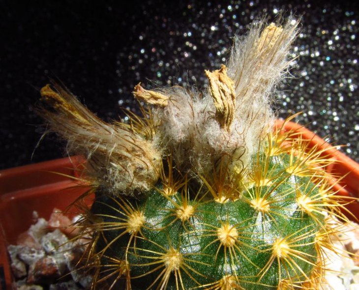 Frailea colombiana