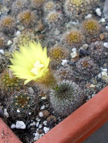 FRAILEA gracillima – цветение