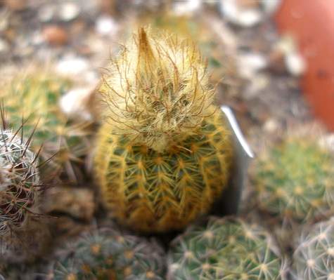FRAILEA magnifica