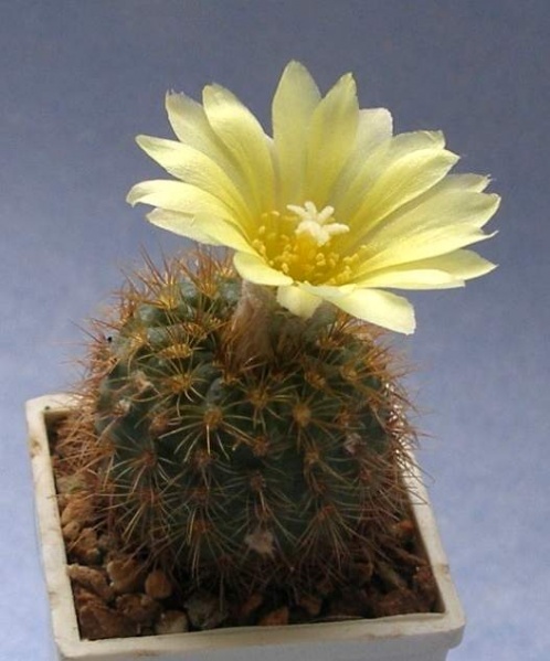 FRAILEA pumila